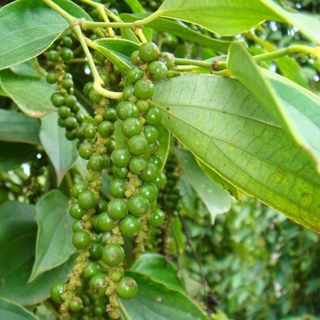 Giá tiêu hôm nay 25/4: Giá lao dốc, lo ngại tiếp tục giảm sâu