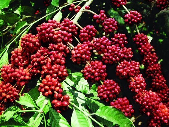 Giá cà phê hôm nay 3/5: Thị trường thế giới sôi động, cà phê trong nước tăng tuần thứ 4 liên tiếp