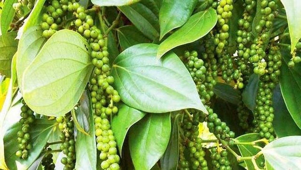 Giá tiêu hôm nay 16/5: Diễn biến trái chiều, cao nhất 68.000đ/kg