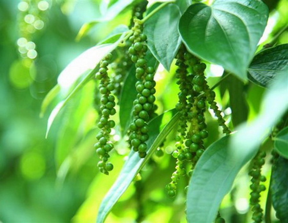 Giá tiêu hôm nay 22/5: Trong nước giao dịch ở mức 63.500 - 68.000 đ/kg