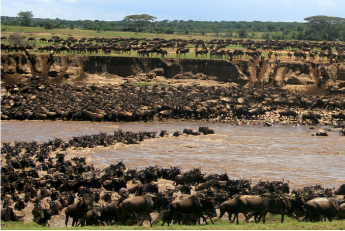 10 điểm đến hàng đầu cho các tour du lịch Safari