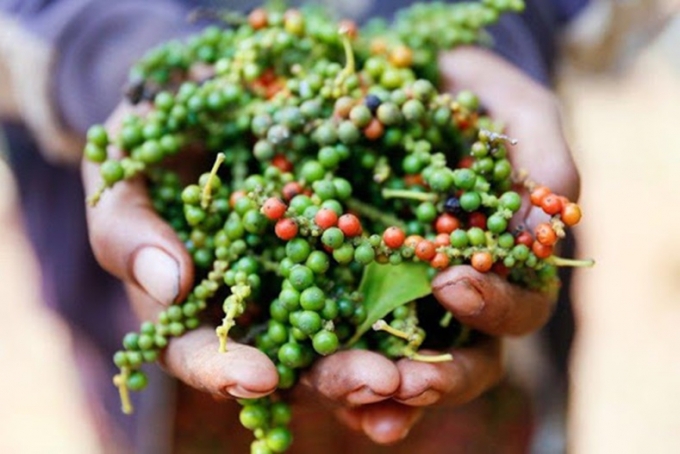 Giá tiêu hôm nay 12/7: Giao dịch từ 67.500 – 70.500 đ/kg