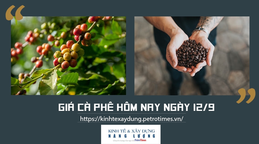 Giá cà phê hôm nay ngày 12/9: Biến động nhẹ