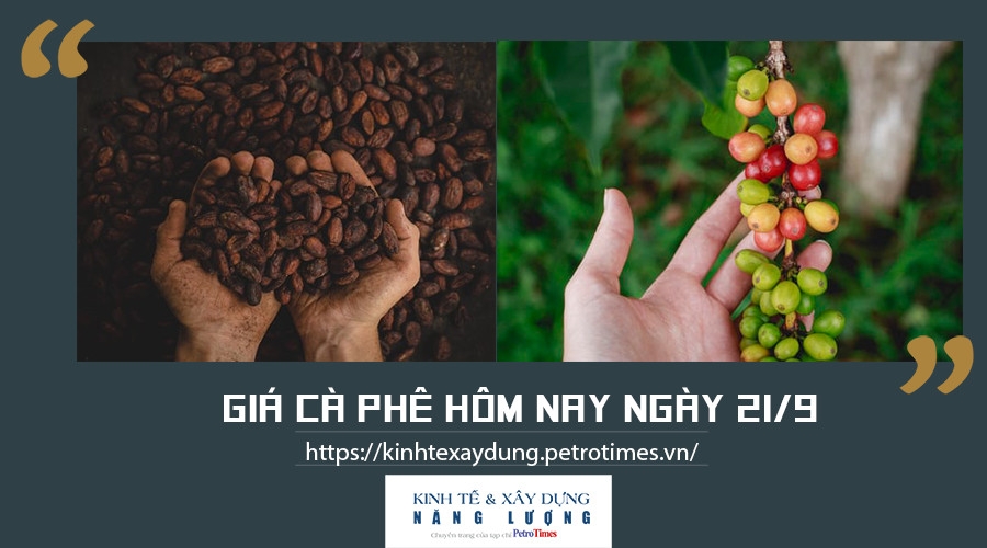 Giá cà phê hôm nay ngày 21/9: Giảm nhẹ tại một số địa phương trọng điểm