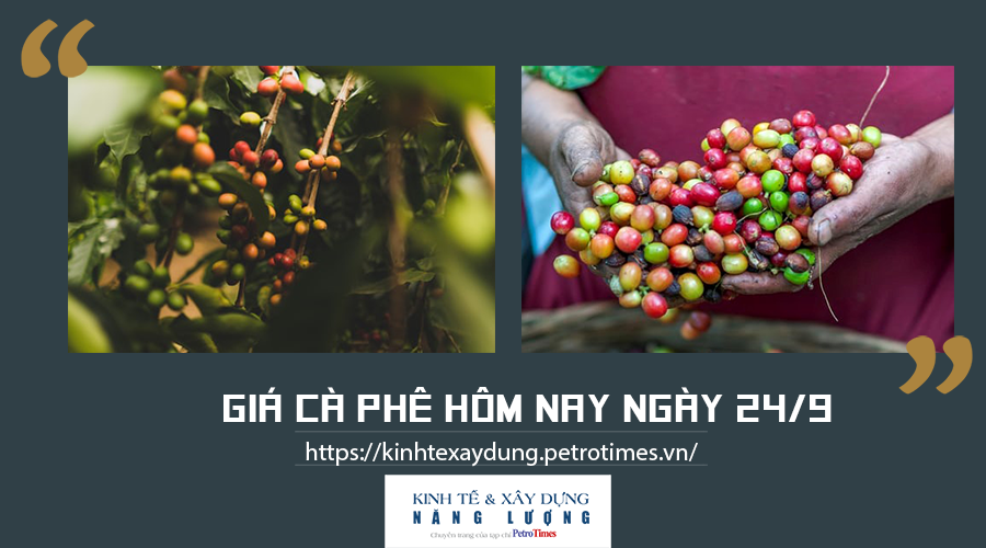Giá cà phê hôm nay ngày 24/9: Biến động trái chiều trên thị trường thế giới