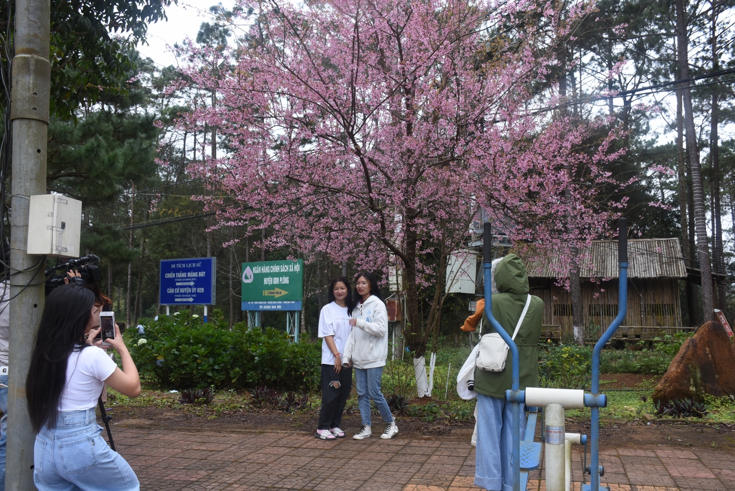 Ngắm mai anh đào nở rộ ở Măng Đen Ngắm mai anh đào nở rộ ở Măng Đen