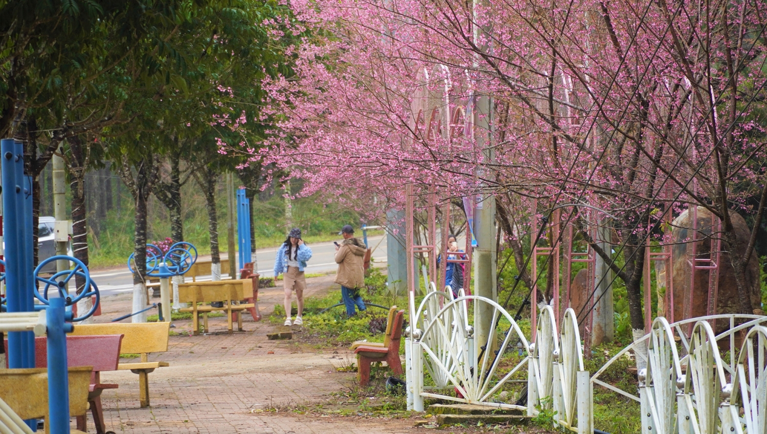 Ngắm mai anh đào nở rộ ở Măng Đen Ngắm mai anh đào nở rộ ở Măng Đen