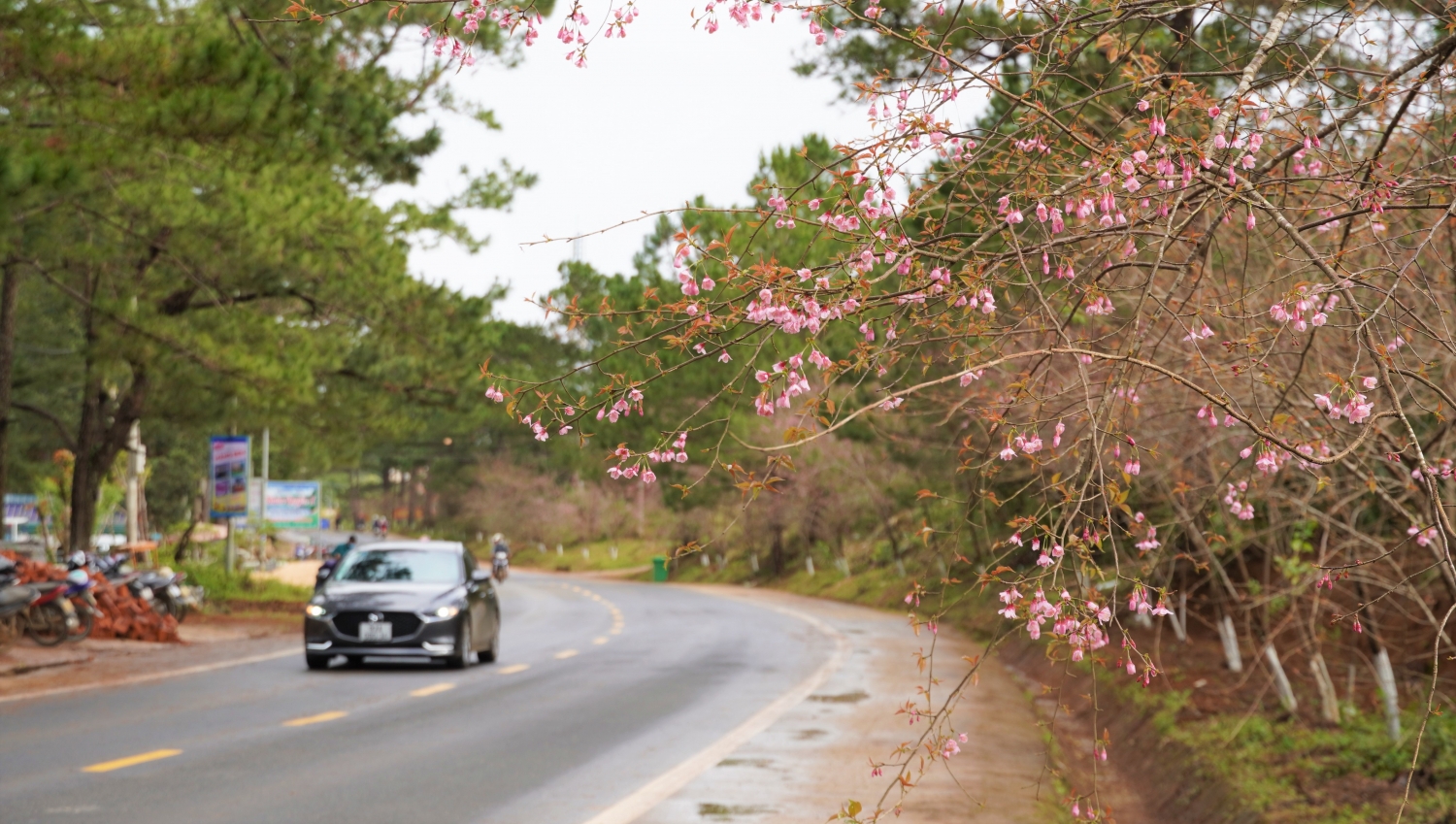 Ngắm mai anh đào nở rộ ở Măng Đen Ngắm mai anh đào nở rộ ở Măng Đen