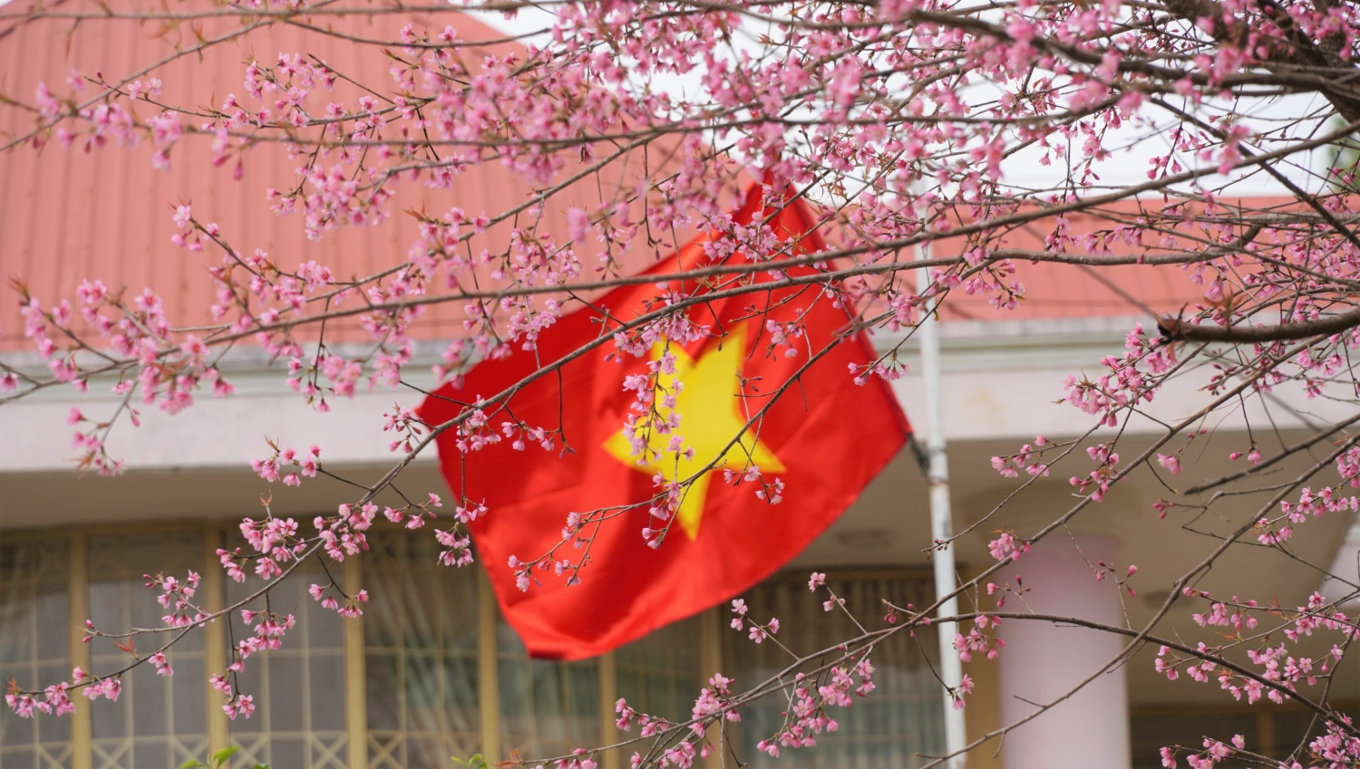 Ngắm mai anh đào nở rộ ở Măng Đen Ngắm mai anh đào nở rộ ở Măng Đen