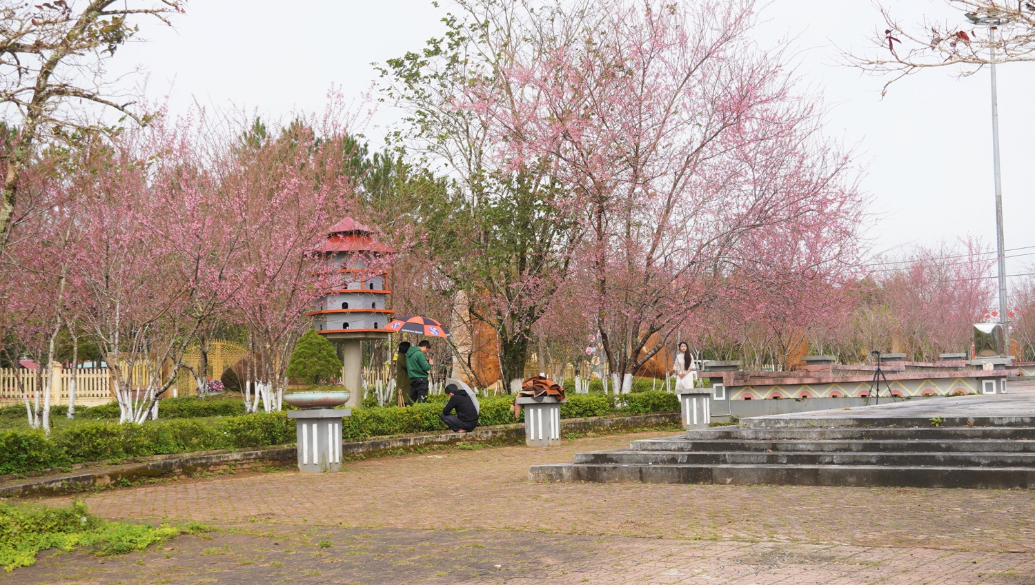 Ngắm mai anh đào nở rộ ở Măng Đen Ngắm mai anh đào nở rộ ở Măng Đen