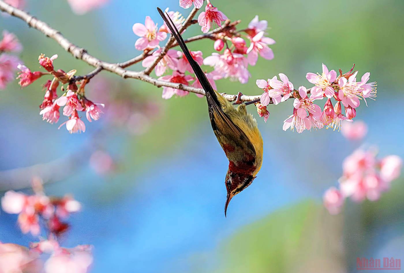 Đà Lạt nồng nàn sắc xuân