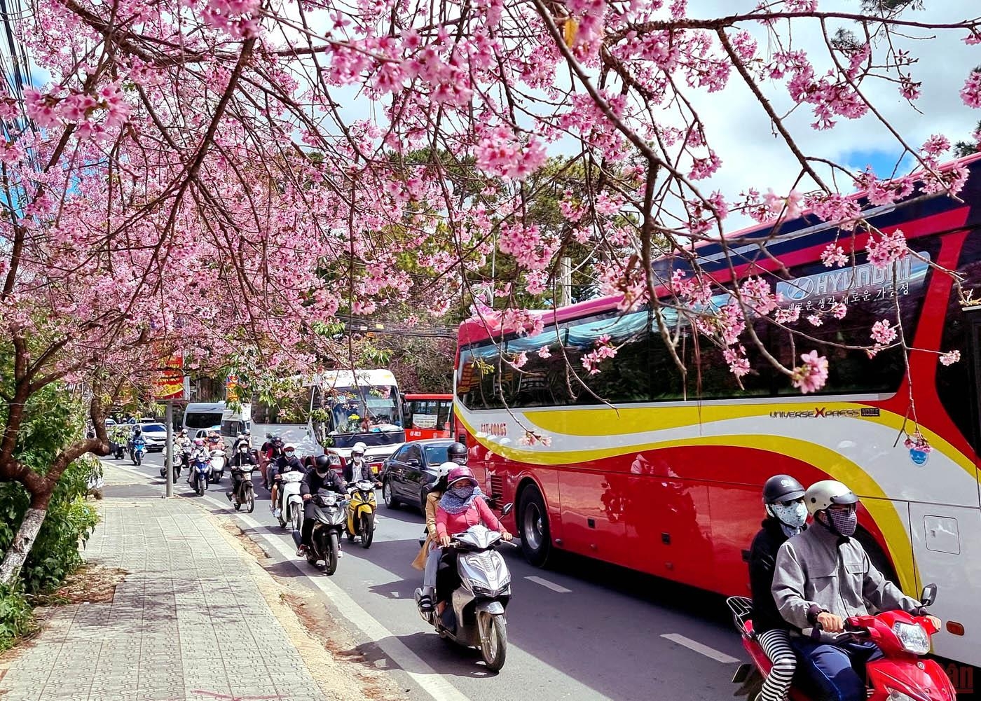 Đà Lạt nồng nàn sắc xuân