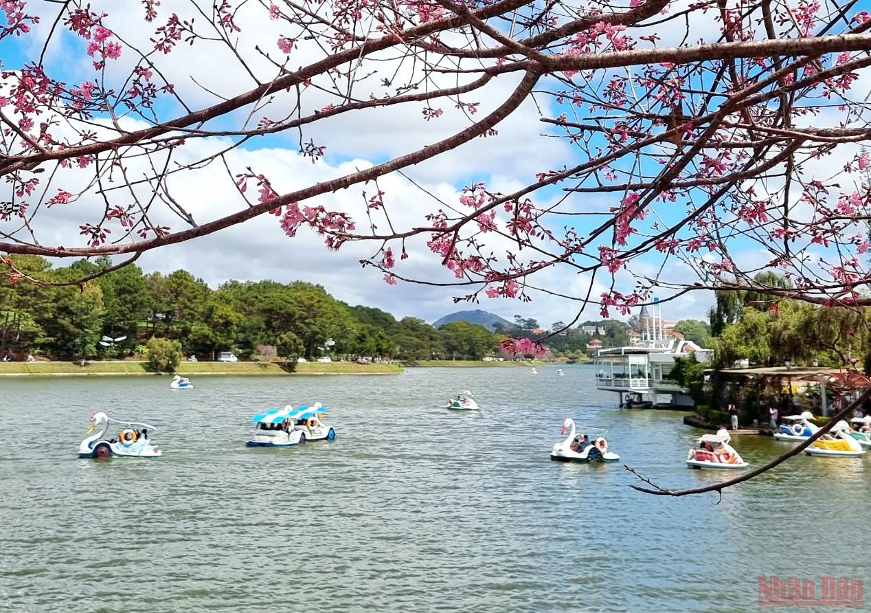 Đà Lạt nồng nàn sắc xuân