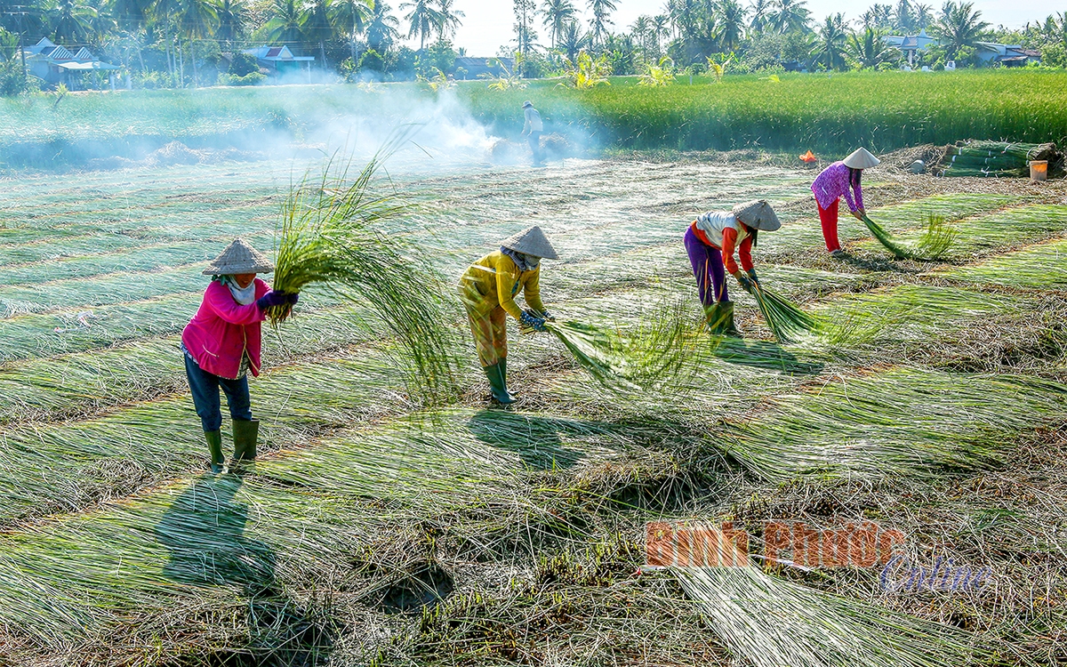 Khám phá vẻ đẹp ở làng nghề dệt chiếu trăm tuổi Khám phá vẻ đẹp ở làng nghề dệt chiếu trăm tuổi