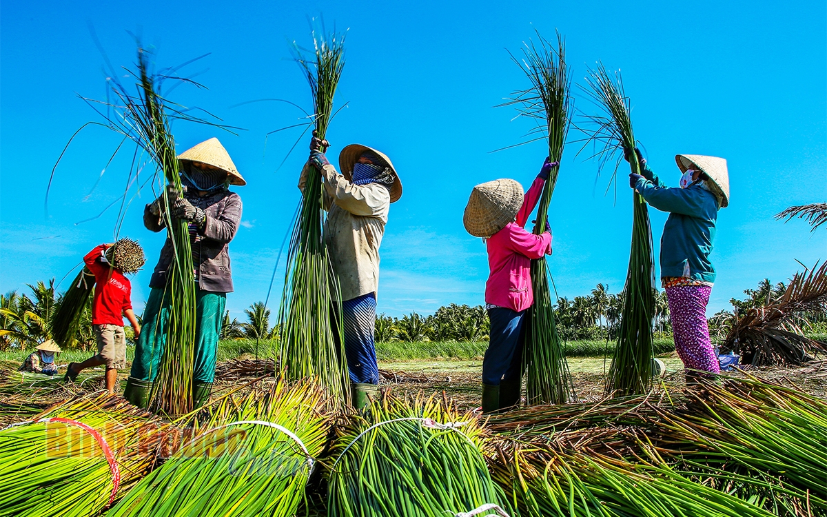 Khám phá vẻ đẹp ở làng nghề dệt chiếu trăm tuổi Khám phá vẻ đẹp ở làng nghề dệt chiếu trăm tuổi