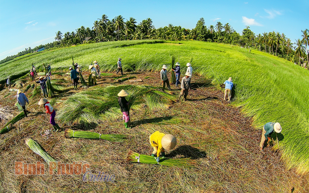 Khám phá vẻ đẹp ở làng nghề dệt chiếu trăm tuổi Khám phá vẻ đẹp ở làng nghề dệt chiếu trăm tuổi