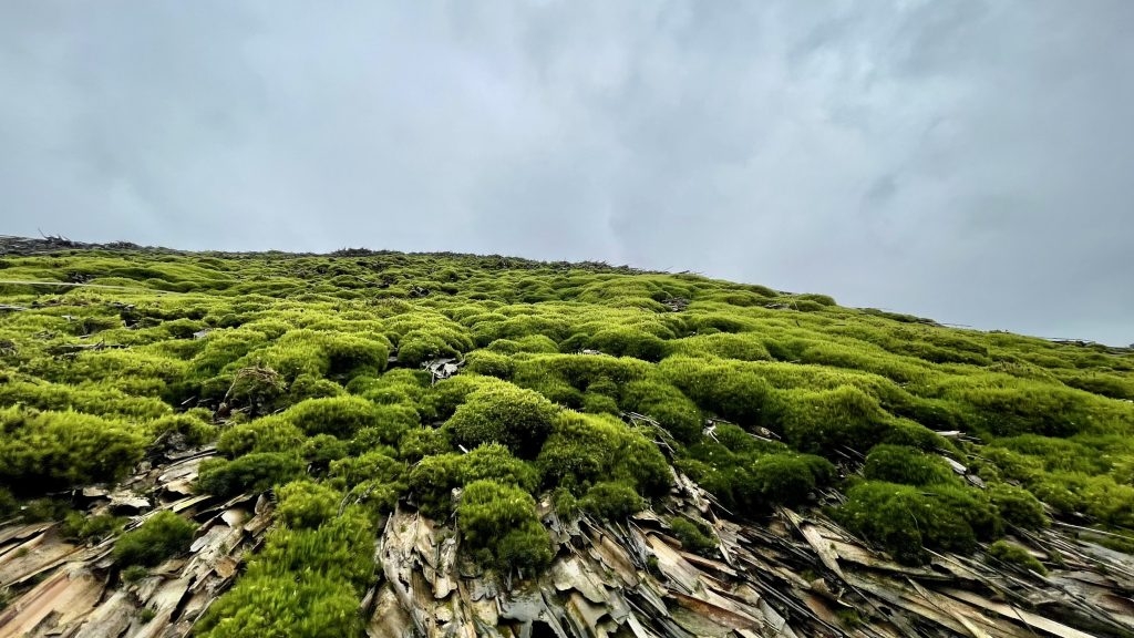 Nhà mái rêu Nhà mái rêu