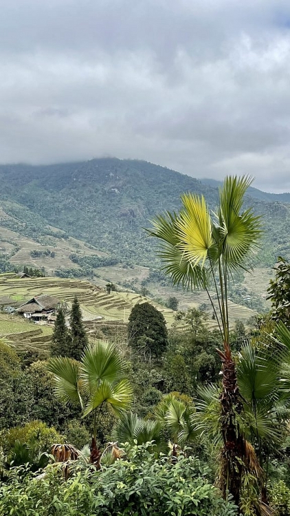 Nhà mái rêu Nhà mái rêu