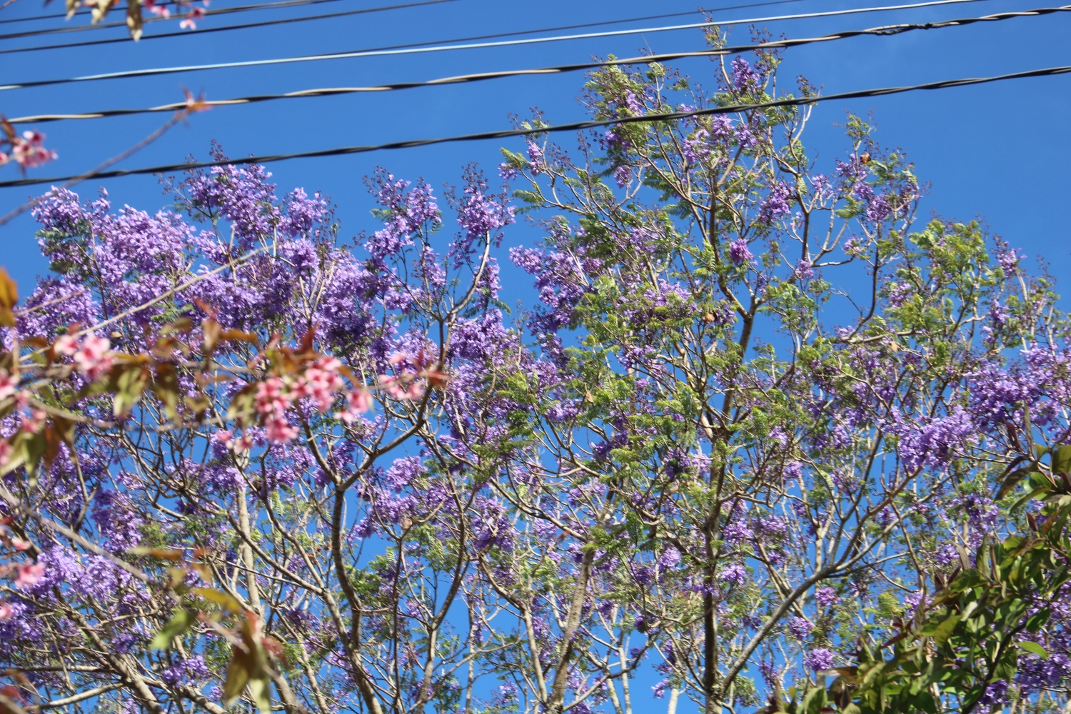 Đà Lạt vào mùa phượng tím