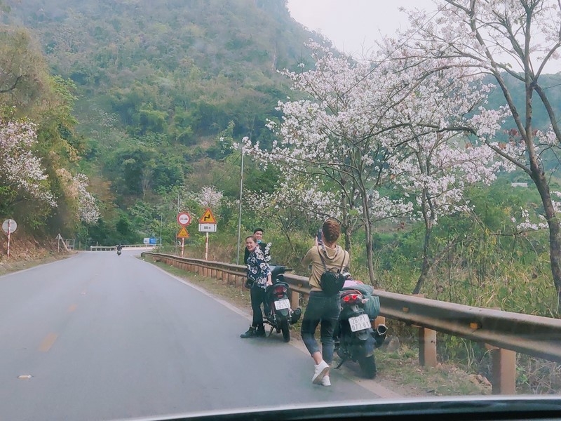 Đẹp ngỡ ngàng hoa ban Mộc Châu tháng Ba