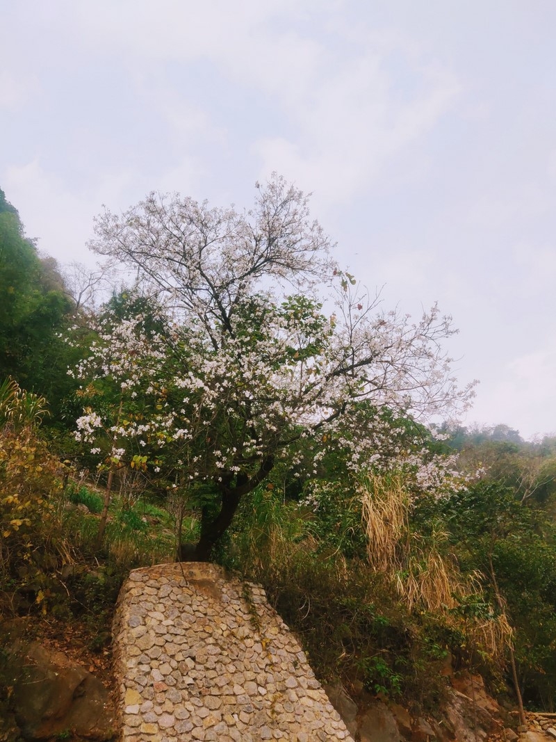 Đẹp ngỡ ngàng hoa ban Mộc Châu tháng Ba
