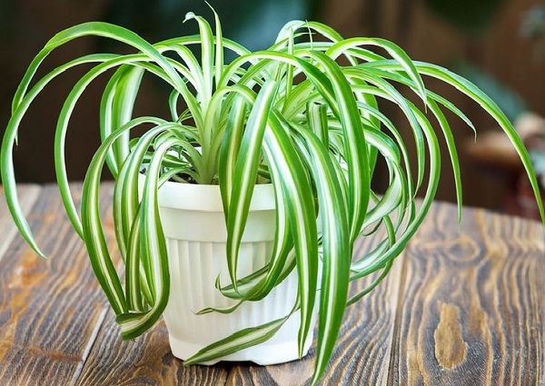 Những loại cây trồng ở bếp vừa đẹp lại khử mùi hiệu quả