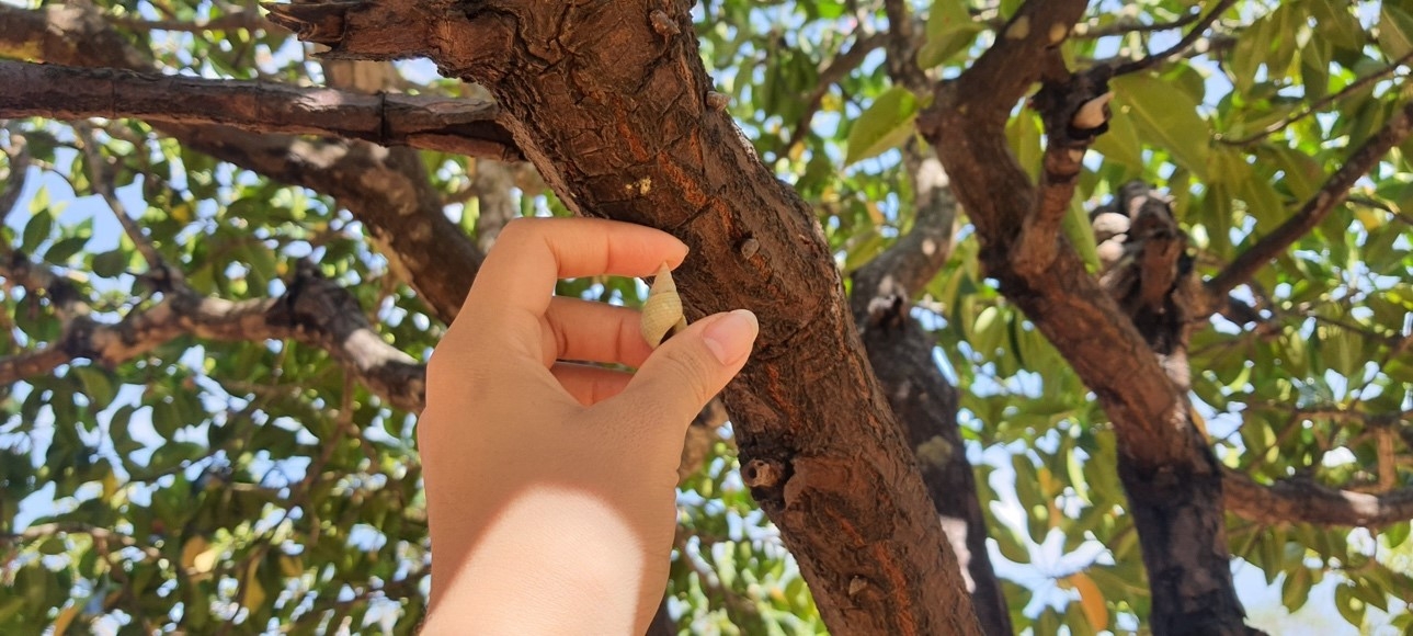 Mũi Lòng Vàng - Tiên Yên và những điều kỳ thú ít ai biết tới