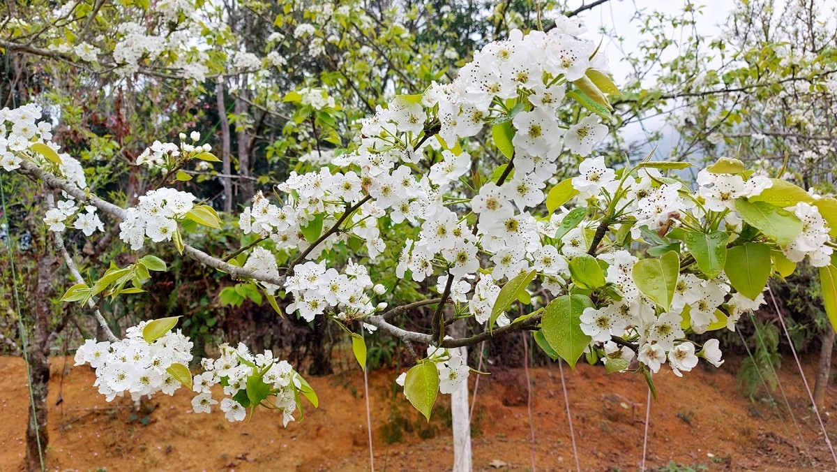Nậm Pung mùa hoa lê trắng Nậm Pung mùa hoa lê trắng