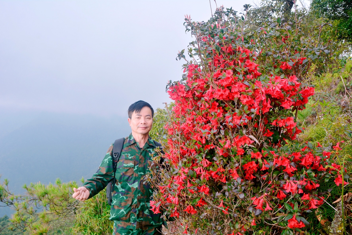 Núi rừng Trạm Tấu bừng đỏ mùa đỗ quyên nở rộ