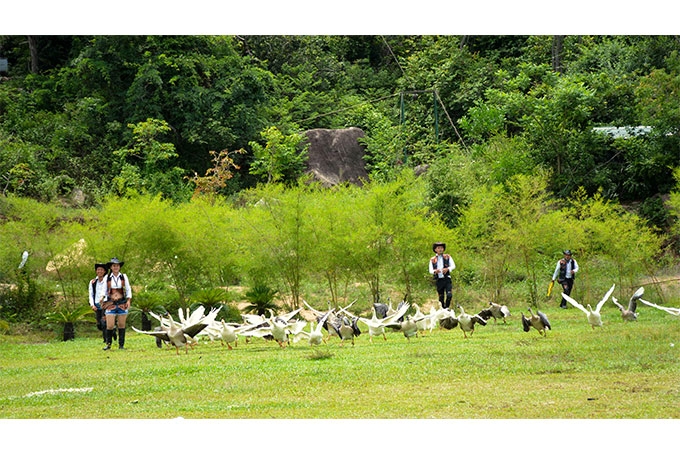 Lạc trôi giữa đảo Hoa Lan