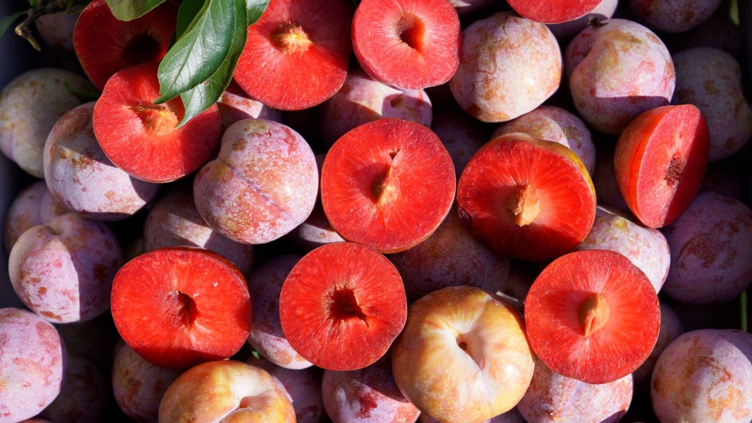 Ra mắt thương hiệu Ra mắt thương hiệu