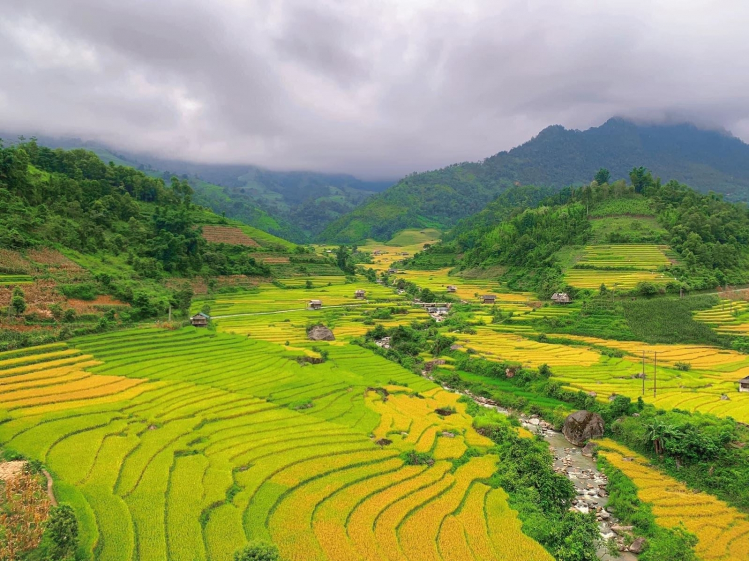 Mùa vàng rực rỡ ở Nậm Cang - Sa Pa