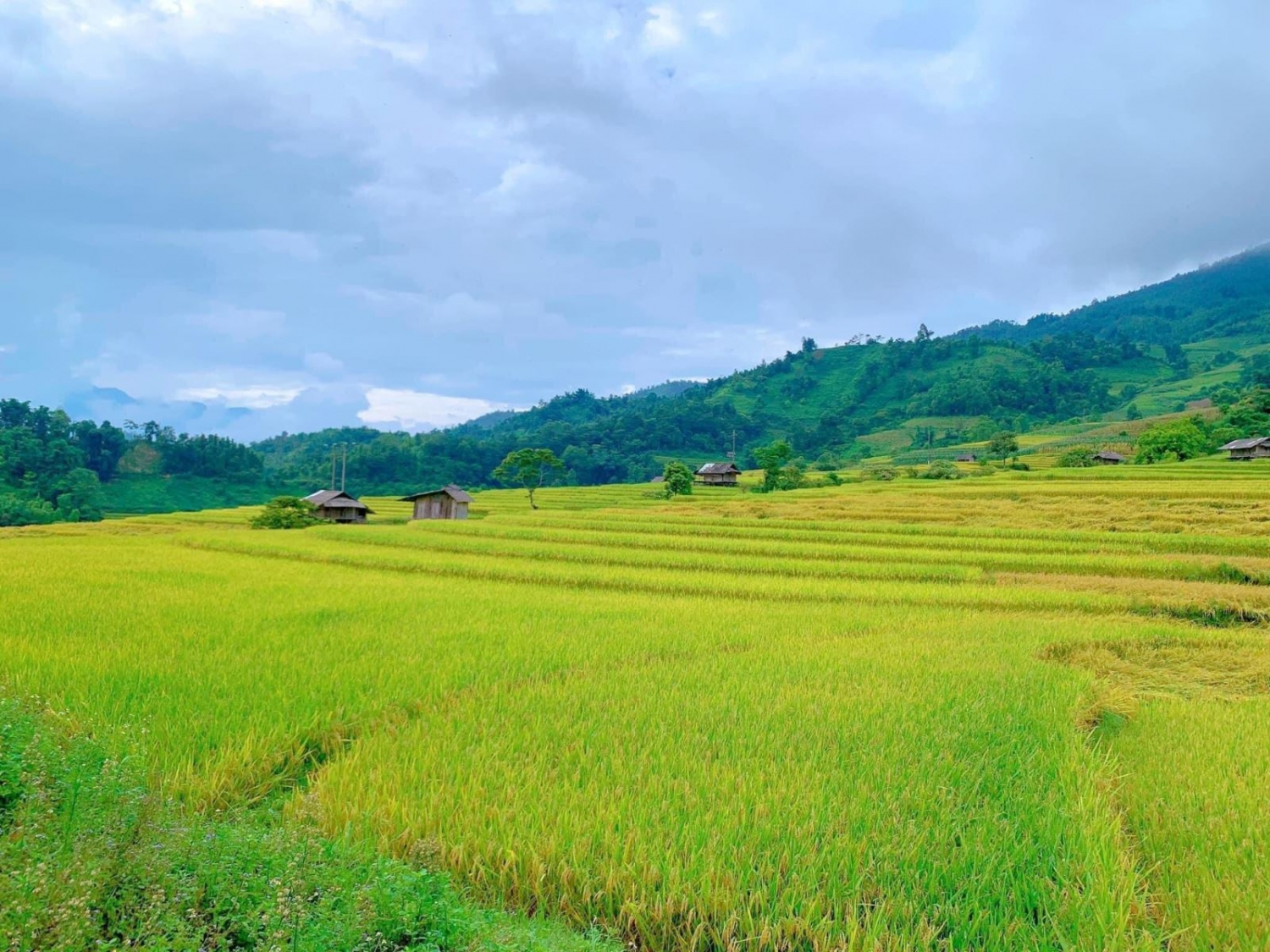 Mùa vàng rực rỡ ở Nậm Cang - Sa Pa
