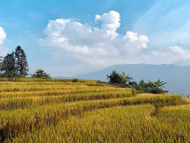 Sín Chải - Linh hồn vẹn nguyên của núi rừng Sa Pa Sín Chải - Linh hồn vẹn nguyên của núi rừng Sa Pa