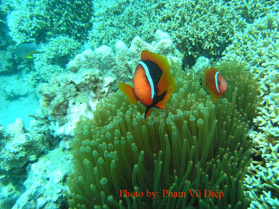 Khám phá vẻ đẹp hoang sơ của Khu dự trữ sinh quyển Núi Chúa Khám phá vẻ đẹp hoang sơ của Khu dự trữ sinh quyển Núi Chúa