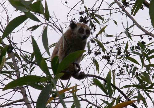 Khám phá vẻ đẹp hoang sơ của Khu dự trữ sinh quyển Núi Chúa Khám phá vẻ đẹp hoang sơ của Khu dự trữ sinh quyển Núi Chúa