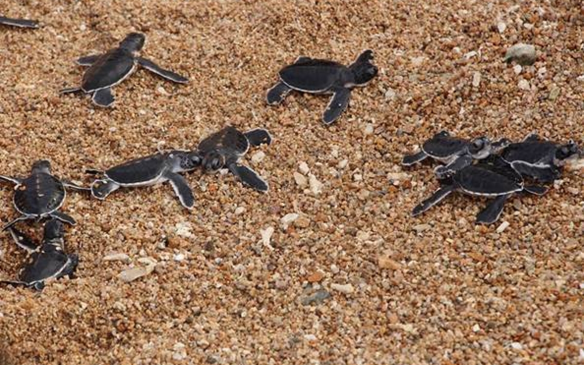 Khám phá vẻ đẹp hoang sơ của Khu dự trữ sinh quyển Núi Chúa Khám phá vẻ đẹp hoang sơ của Khu dự trữ sinh quyển Núi Chúa