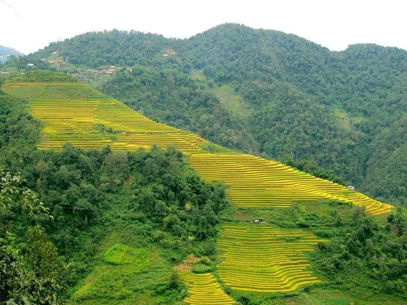 Khám phá mùa lúa chín vàng óng và phiên chợ Sừng ở vùng biên giới Sì Lở Lầu Khám phá mùa lúa chín vàng óng và phiên chợ Sừng ở vùng biên giới Sì Lở Lầu