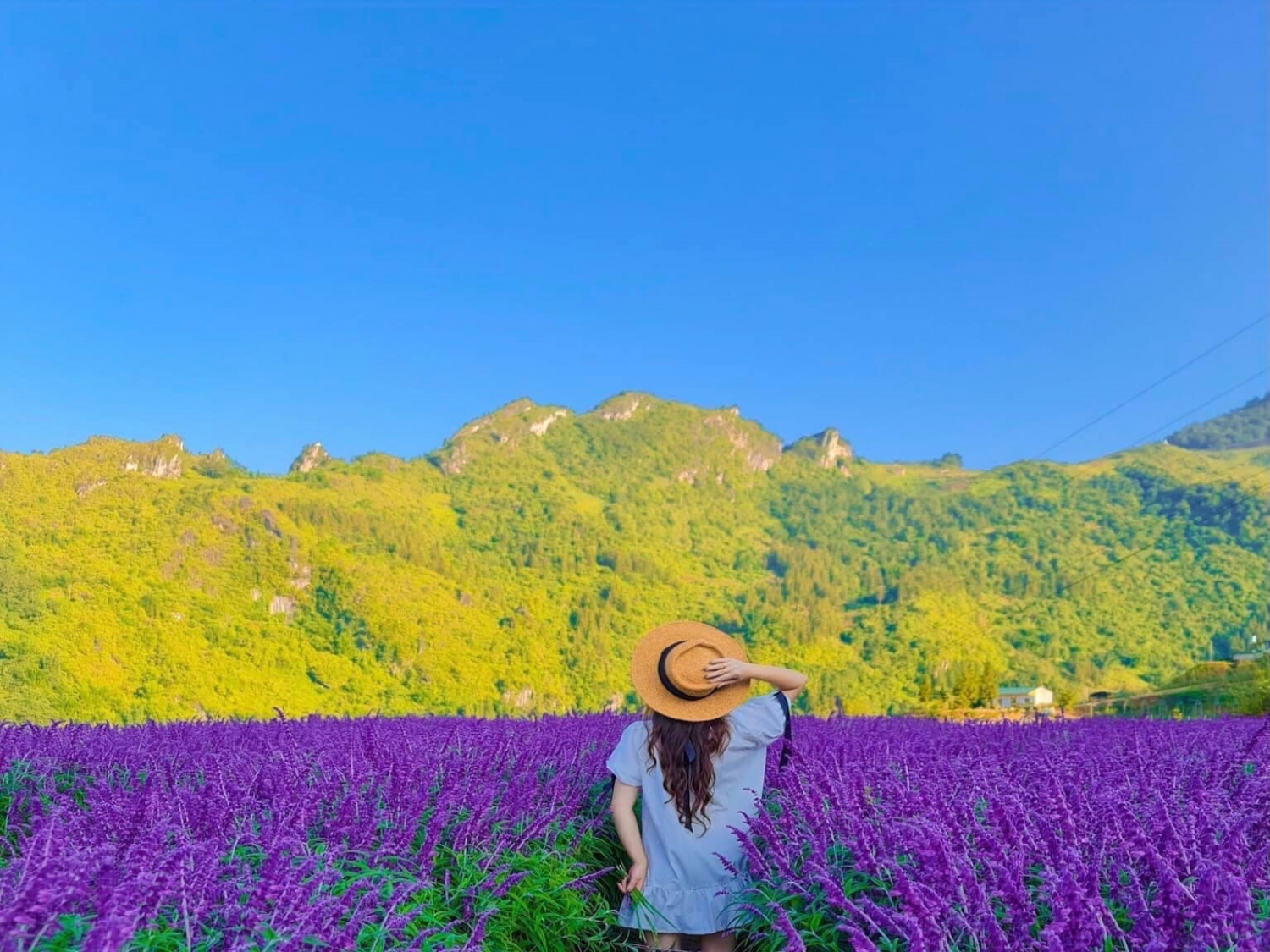 Mê mẩn trước vườn hoa lavender ở Sa Pa Mê mẩn trước vườn hoa lavender ở Sa Pa