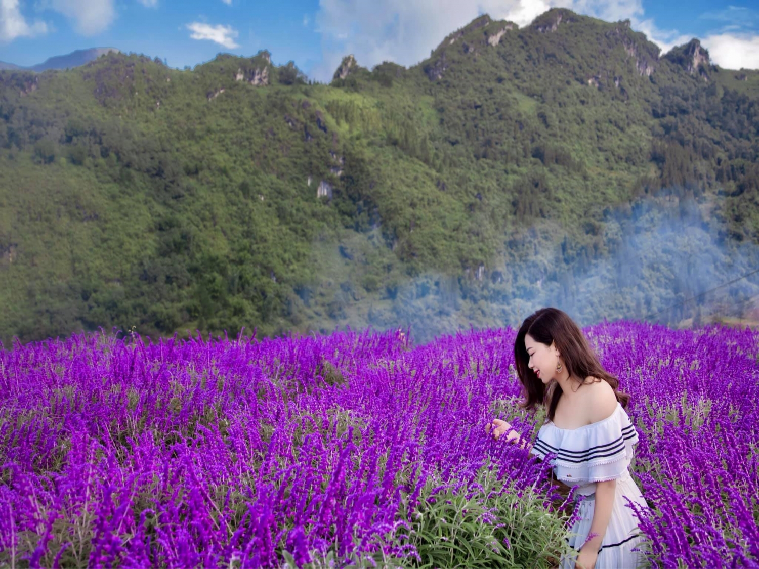 Mê mẩn trước vườn hoa lavender ở Sa Pa Mê mẩn trước vườn hoa lavender ở Sa Pa