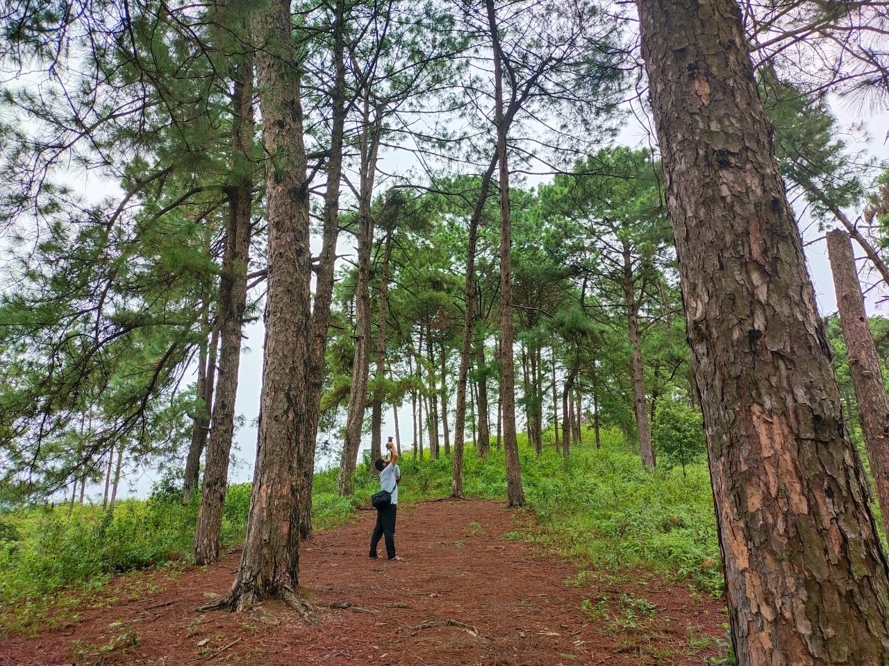Đồi thông Vinh Quý - Một thoáng mơ màng trong lòng Hạ Lang Đồi thông Vinh Quý - Một thoáng mơ màng trong lòng Hạ Lang