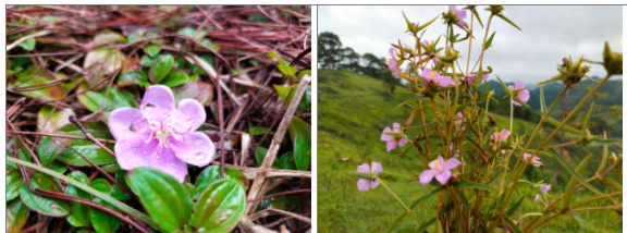 Đồi thông Vinh Quý - Một thoáng mơ màng trong lòng Hạ Lang Đồi thông Vinh Quý - Một thoáng mơ màng trong lòng Hạ Lang