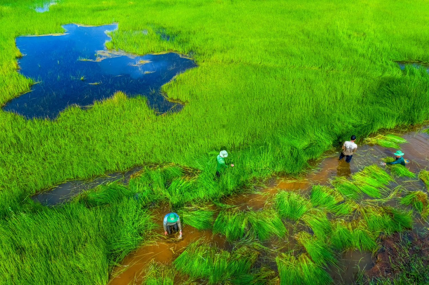 Vẻ đẹp độc đáo của Vườn quốc gia Tràm Chim Vẻ đẹp độc đáo của Vườn quốc gia Tràm Chim