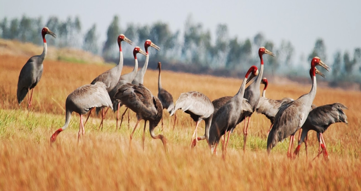 Vẻ đẹp độc đáo của Vườn quốc gia Tràm Chim Vẻ đẹp độc đáo của Vườn quốc gia Tràm Chim