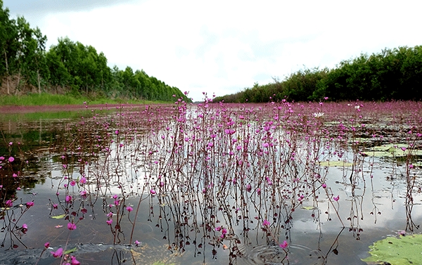 Vẻ đẹp độc đáo của Vườn quốc gia Tràm Chim Vẻ đẹp độc đáo của Vườn quốc gia Tràm Chim