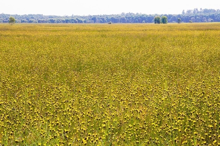 Vẻ đẹp độc đáo của Vườn quốc gia Tràm Chim Vẻ đẹp độc đáo của Vườn quốc gia Tràm Chim