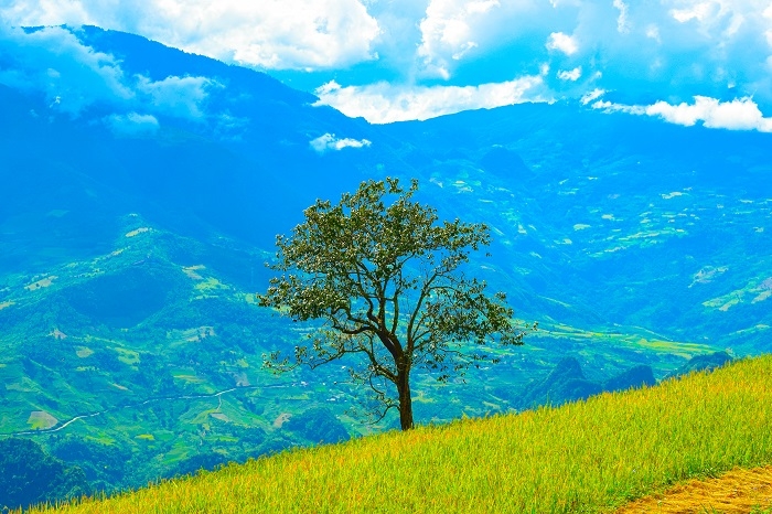 Đẹp nao lòng trên những thửa ruộng bậc thang Tủa Chùa