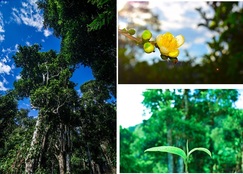 Trải nghiệm hái chè Shan tuyết ở Sín Chải (Điện Biên) Trải nghiệm hái chè Shan tuyết ở Sín Chải (Điện Biên)