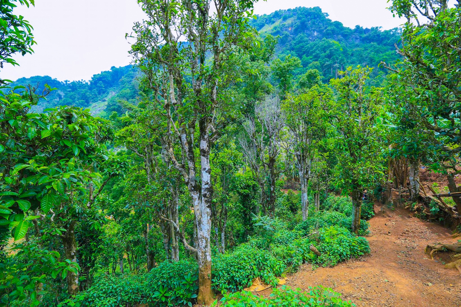 Trải nghiệm hái chè Shan tuyết ở Sín Chải (Điện Biên) Trải nghiệm hái chè Shan tuyết ở Sín Chải (Điện Biên)