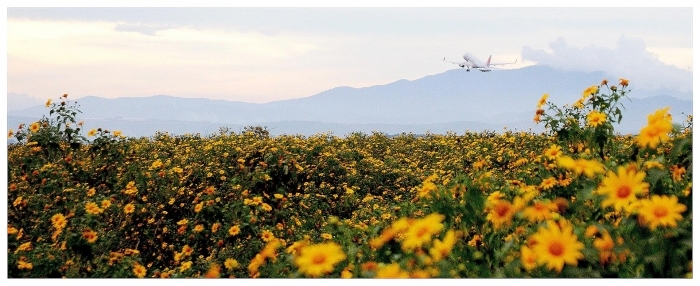 Đà Lạt xôn xao mùa Dã Quỳ da lat xon xao mua da quy